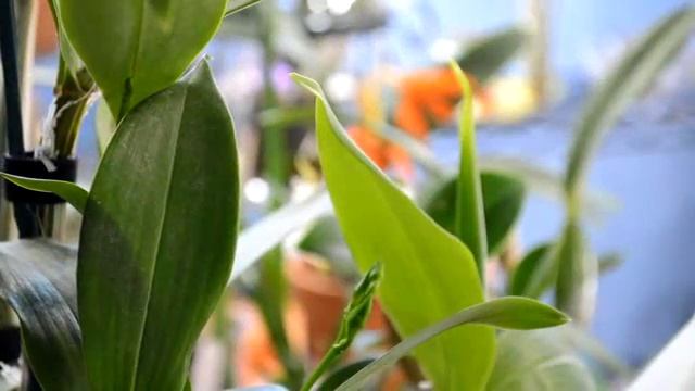 Kingianum Keiki/Dendrobium Little Green Apple/New Fertilizer смотреть онлайн