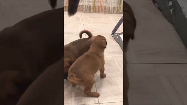 Щенки пти брабансон, две девочки, рождены 23.11.2023