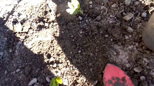 Пересадка клубники весной-что нужно сделать. смотреть онлайн