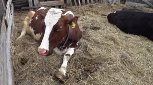 Про машину , про коров и про надои .