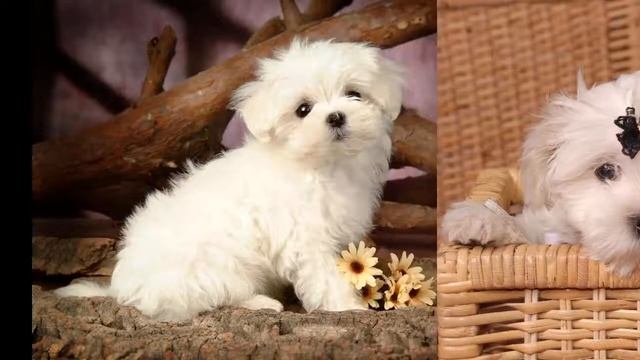 Болонка - описание породы смотреть онлайн