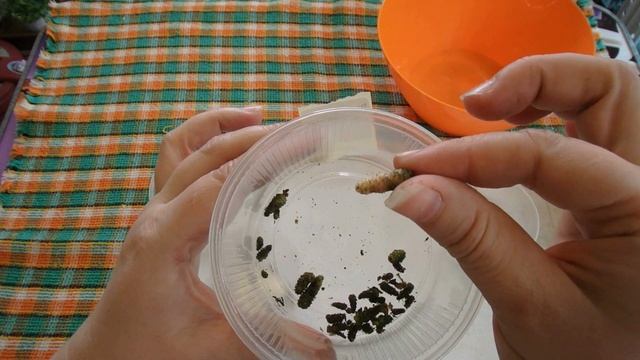 Ахименесы после зимовки.Посадка ризом ахименеса. смотреть онлайн