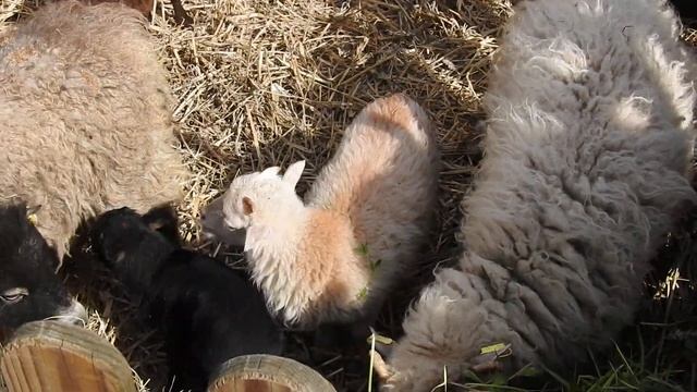 Bad Salzungen Lambs and sheeps смотреть онлайн