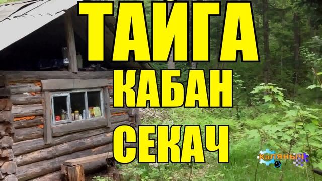 ОХОТА НА КАБАНА | СЕКАЧИХА | ТАЙГА смотреть онлайн