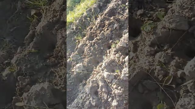 Садим ЧЕСНОК на ЗИМУ бутылкой смотреть онлайн