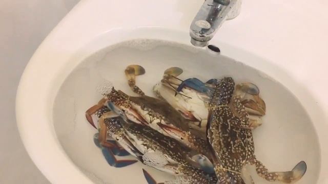 Как приготовить краба. Пошаговый рецепт. смотреть онлайн
