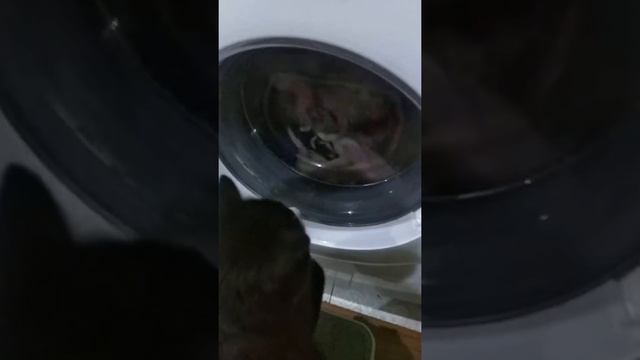 Кот и Стиральная машина. The cat and the washing machine. смотреть онлайн