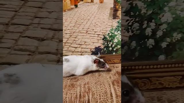 Что то одни дедушки гулять вышли!Ни одного хомяка ? на Бродвее! смотреть онлайн
