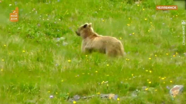 Косолапый стимул заниматься бегом смотреть онлайн