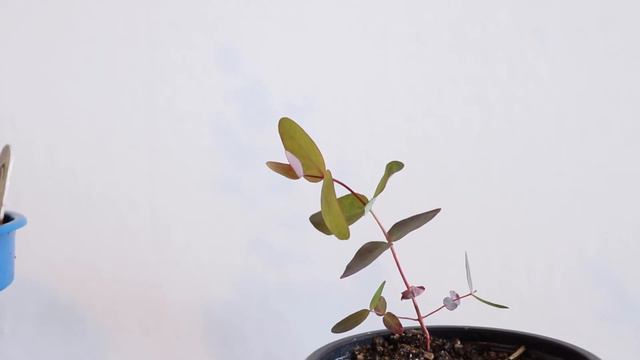 Growing Eucalyptus Trees for Bonsai and Cut Foliage смотреть онлайн