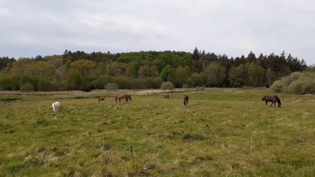 Нам прислали "Personattest" свидетельство о рождении в Дании👶🇩🇰 Прогулка на природе 🐎🌳 смотреть онлайн