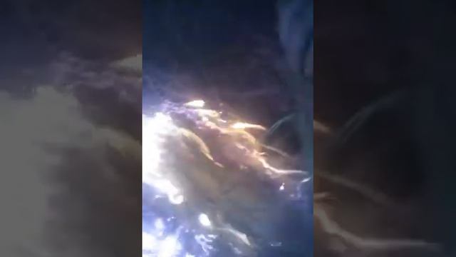 Делаем костёр на тропинке где ходят люди.1 часть смотреть онлайн