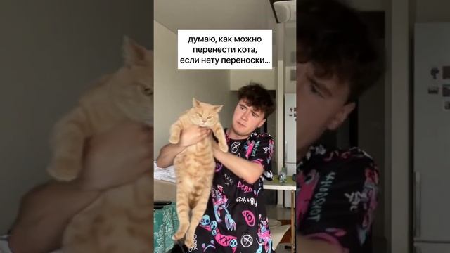 как перенести кота, если нету переноски смотреть онлайн