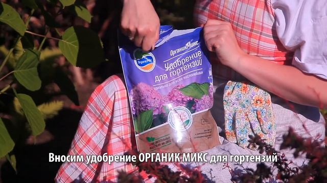 Удобрение для гортензий смотреть онлайн