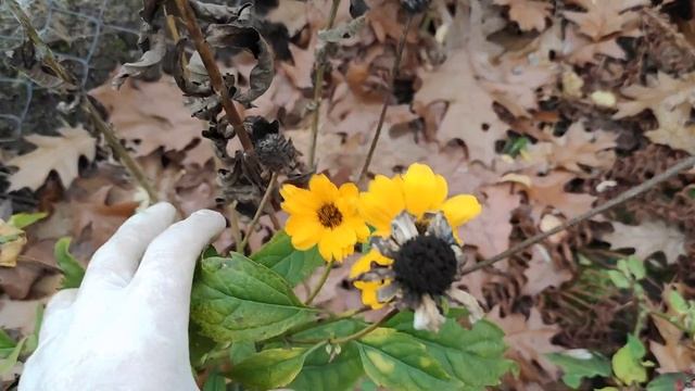 Укрываю теплолюбивые кустарники: гортензию, скумпию и будлею. Взрослый бересклет Форчуна. смотреть онлайн