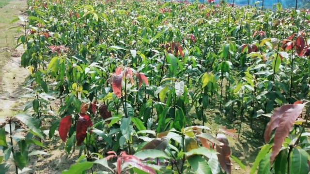 IMRAN NURSERY KA MANGO MOTHER PLANT KA KHATI || THERE ARE ALL KINDS OF MANGO TREES || MOB.983245107 смотреть онлайн