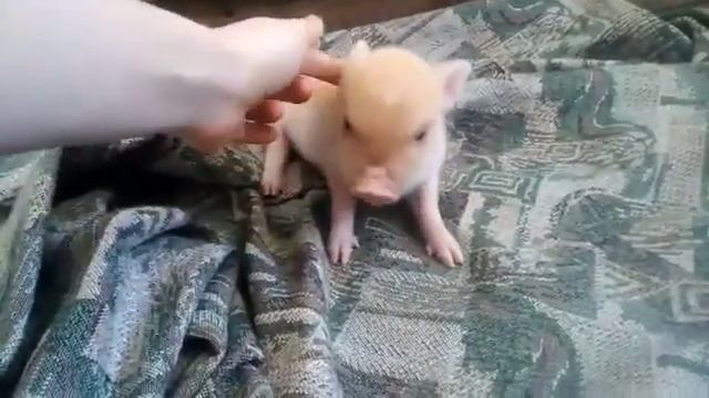 Камелия ? Минипиги, минипиг, микропиги, микропиг, minipig, micropig, свинки, питомник, Рязань