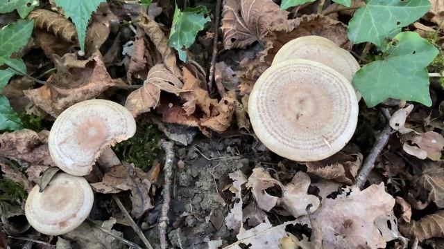Lactarius flexuosus (Млечник извилистый, Серушка), October 14, 2021 смотреть онлайн