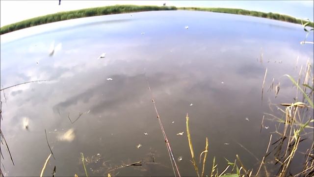 Весёлый клёв окуня, крупный судак и толпы мошкары на затоне Сухая балка 13.06.2021 смотреть онлайн