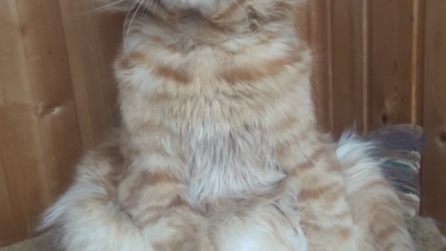 Кот Султан