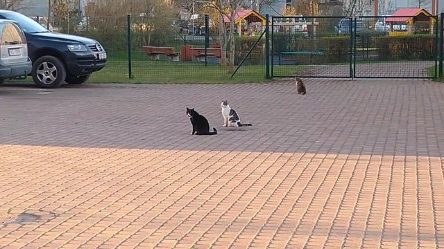 Прогулка по Зэпу / Поход в Баложи / В гостях у друга смотреть онлайн