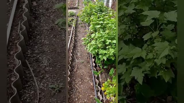 Подвязка смородины. смотреть онлайн