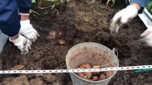 Картофель ЖУРАВИНКА. ЛУЧШИЙ УРОЖАЙ на грядке