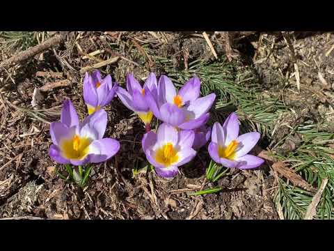 Апрель в Саду 19 апреля 2023