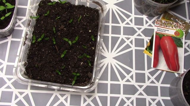 РАССАДА февраль  Что с ПЕРЦАМИ  Новые СЕМЕНА