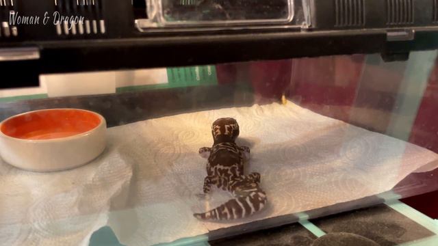 КОРМИМ РАПТОРОВ живыми насекомыми. Зефирка и Кефир прирождённые хищники. смотреть онлайн