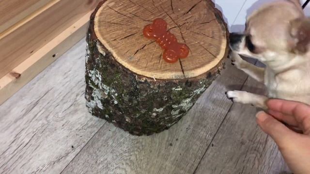 Миниатюрная собачка напугала нас смотреть онлайн