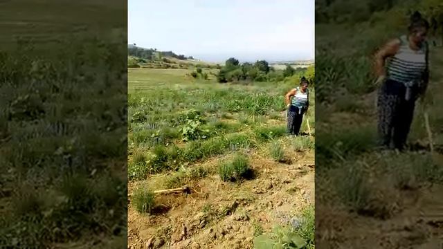 Лавандула в България любимец смотреть онлайн