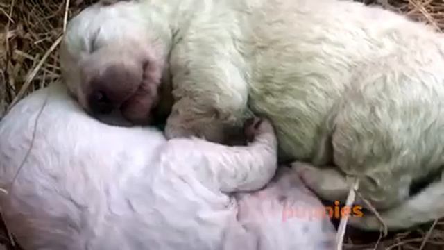 На Сардинии родился зеленый щенок смотреть онлайн