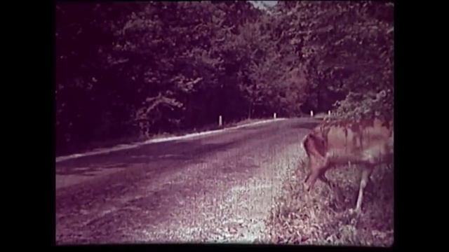 ?Лазаревское. Сочи 1979г. Таким был Сочи в моем детстве)))! смотреть онлайн