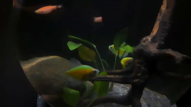 Planted Bowl Aquarium смотреть онлайн
