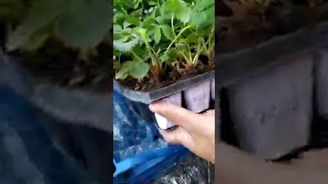 Видео отзыв о Рассадофф. Рассада клубники в город Александров(Владимирская обл) смотреть онлайн