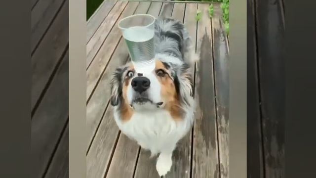 смешные животные/fan animals смотреть онлайн