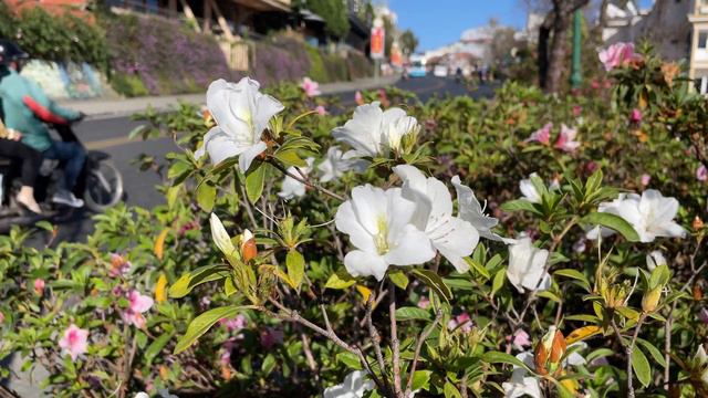 Walk Straight / white rhododendron flower ☱☵ смотреть онлайн