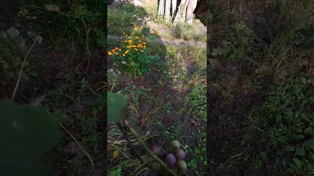 Виноградник . смотреть онлайн