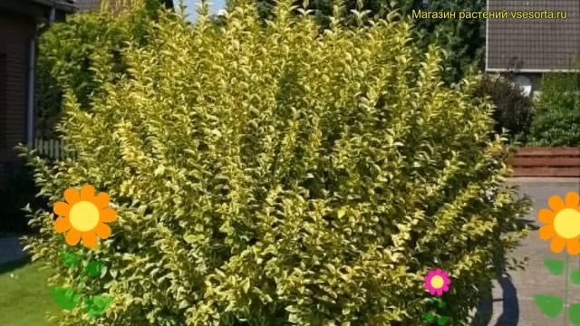 Бирючина овальнолистная Ауреум. Краткий обзор, описание характеристик Ligustrum Ovalifolium Aureum