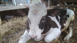 Ячмень или пшеница? Чем лучше кормить быков?