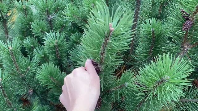 Как собрать семена сосны горной | Размножение сосны семенами смотреть онлайн