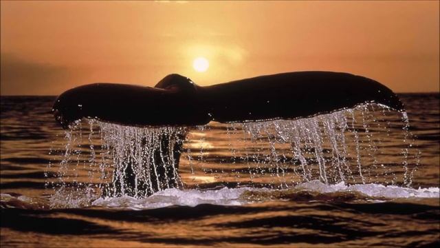 Armand Amar - Whales смотреть онлайн