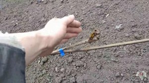 Гибель почек винограда! Хроника весенних заморозков! Сезон 2020