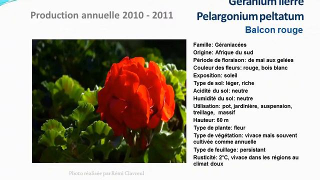 Conseils Jardinage:Geranium Lierre Pelargonium Peltatum Balcon Rouge:fiche Technique Plante Annuell