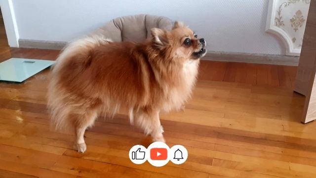 Лай собаки малый шпиц ? Лучшая сигнализация смотреть онлайн