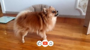 Лай собаки малый шпиц ? Лучшая сигнализация