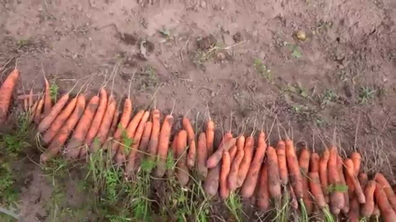 Сбор морковки смотреть онлайн
