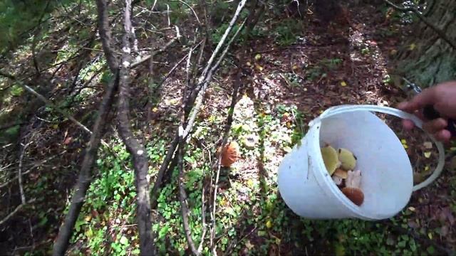 БЕЛЫЕ ГРИБЫ СЕНТЯБРЬ 2020. А НАДО ЛИ??? смотреть онлайн