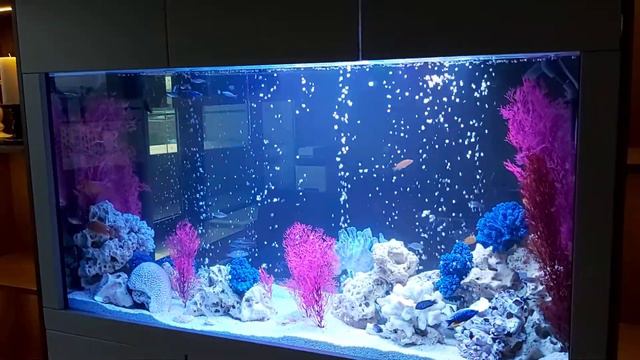 Псевдоморе 600л с малавийскими цихлидами. смотреть онлайн